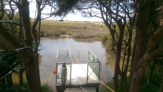 An der Waipu Cove gab es diese süße Gondel übers Wasser Richtung Meer die natürlich gleich in Betrieb genommen wurde 