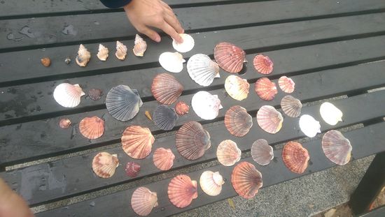 So wunderschöne Muscheln *_*