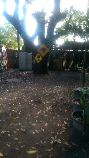 Typisch Australisch im Hinterhof 