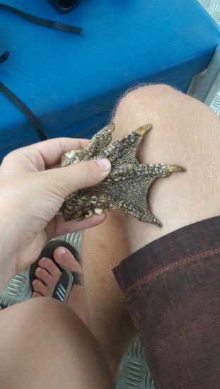 Ein Kroko Händchen als Veranschaulichung  ein bisschen ekelig...