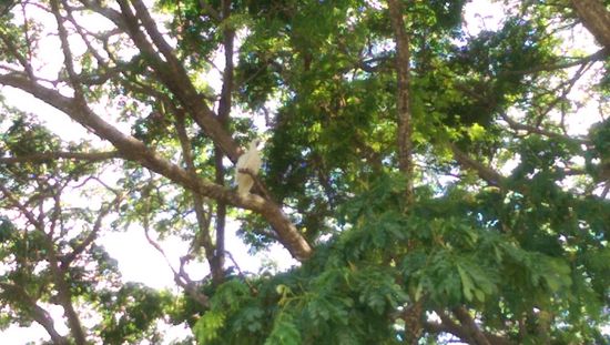 Finde Stu den Kakadu - mit eines der lautesten Tiere dies hier hat. Das kann morgens gut nerven 