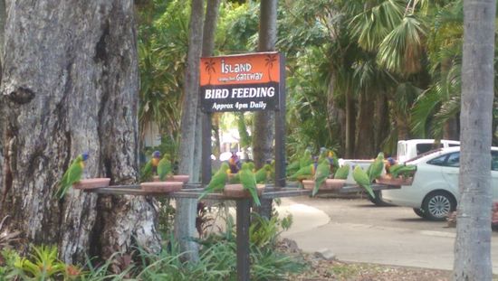 Schöne Vögel hat's hier viele  
Aber laut sind sie fast alle auch 