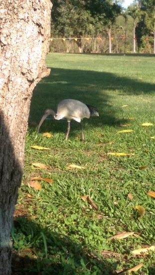 Was auch immer das für ein verrückter Vogel war 