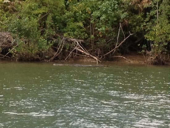 Wenn man genau hin sieht, sieht man scarface eine der größten krokos im daintree River schwimmen 