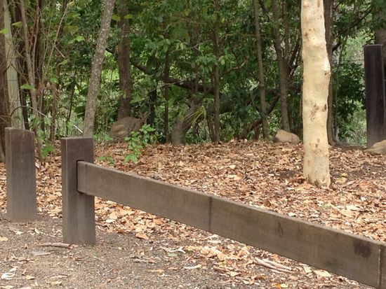 Natürlich geht nichts ohne ein paar freilebende Kängurus in Australien. Man muss es etwas suchen, aber wenn man es gefunden hat und genau hin sieht, sieht man sogar das baby aus dem Beutel schauen 