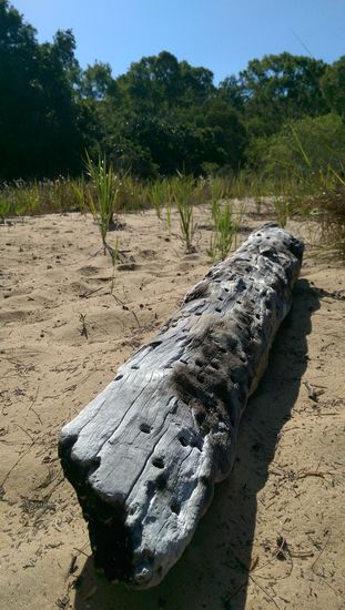 Was auch immer die Löcher da rein gemacht hat - ich fand's schön 