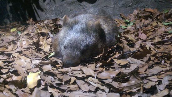 Ein Wombat - so Süß 