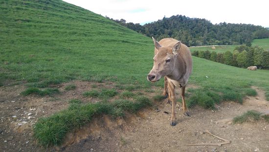 Eines der vielen Hirsch ähnlichen Tiere hier