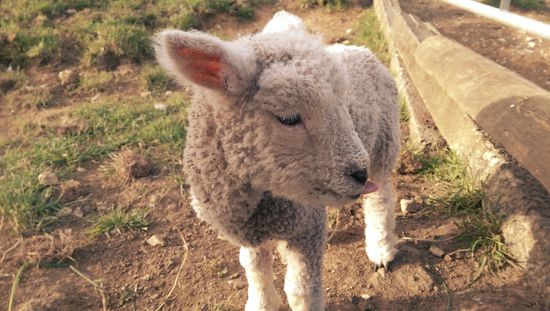 Eines der vielen zuckersüßen Lämmchen *_*