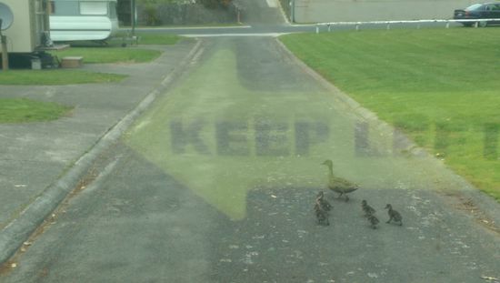 Mal schnell ne Enten Familie über die Straße lassen bevors weiter geht 
