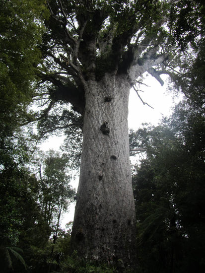Der älteste und grösste Kauribaum, Tane Mahuta. In der Mythologie der Maori trennte er Mutter Erde und Vater Himmel und ermöglichte das Leben auf Neuseeland.