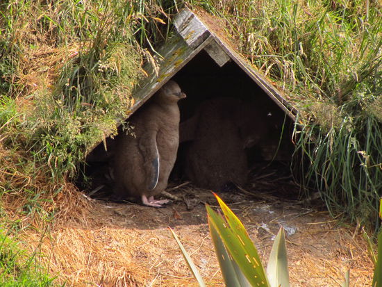 Zwei junge Gelbaugenpinguine