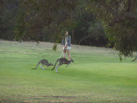 Natural Greenkeepers on the move!