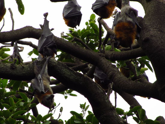Schlafende Flughunde im Botanischen Garten