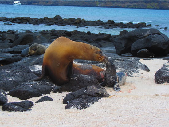 Willkommen, kleiner Seelöwe