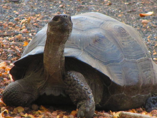 Schon wieder Touristen?!