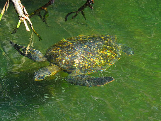 Eine der vielen Meeresschildkröten, die wir beobachten durften