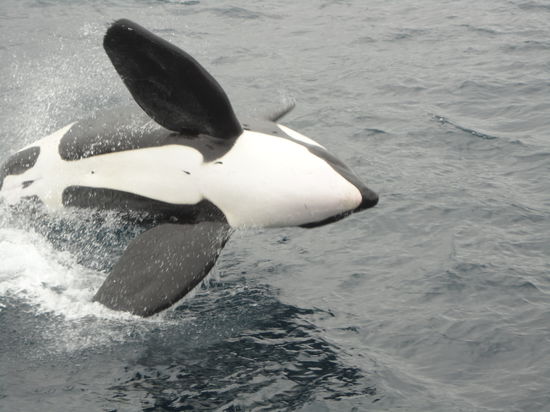 La orca, von Fernando, dem 1. Maat der Angelito aufgenommen. Er bewahrte als einziger ruhig Blut als der Orca plötzlich sprang!