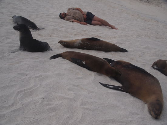 Suchbild: Wer findet den falschen Seelöwen?