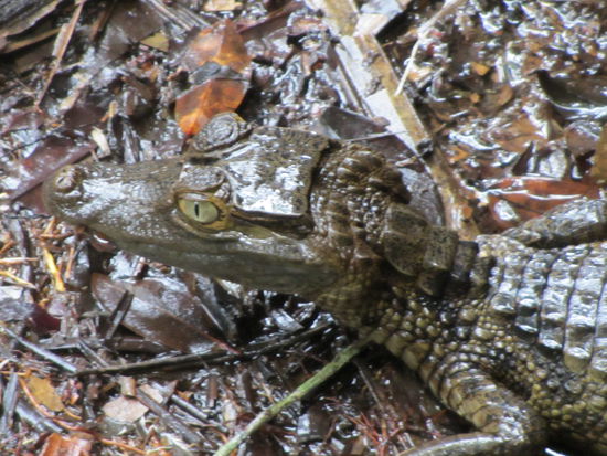 Kleiner "verirrter" Kaiman unter dem Restaurant...
