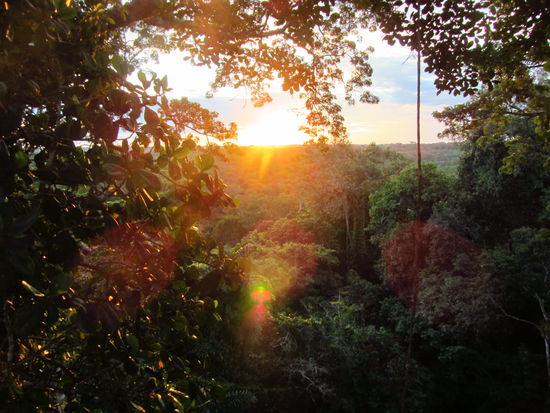 Sonnenuntergang über dem Urwald