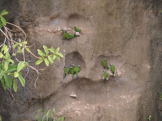 Papageien beim Mineralien futtern