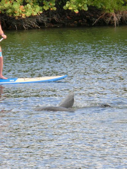 Manatee turnt vor Stand-up-Paddler