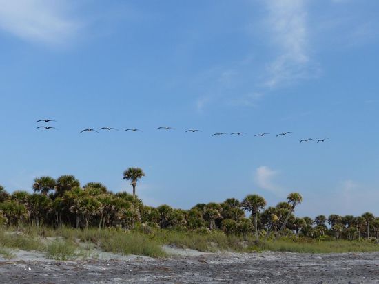 Pelikane über Caspersen Beach, Venice
