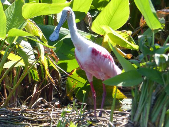 Roseate Spoonbill