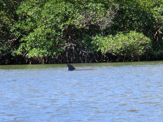 zumindest ein bisschen kann man erkennen