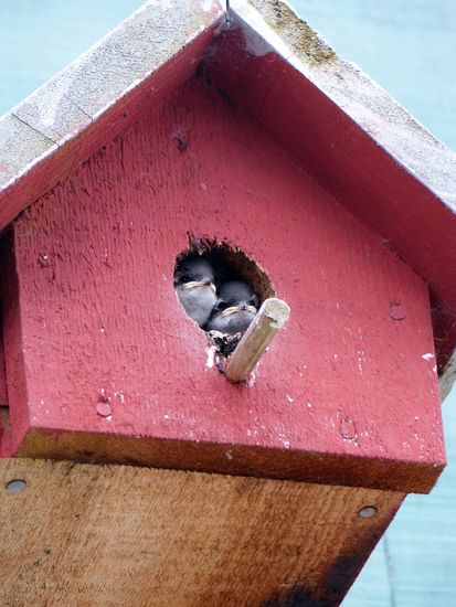 Minivogelkinder waren nicht an Whalewatching interessiert, nur an ihrem Frühstück.