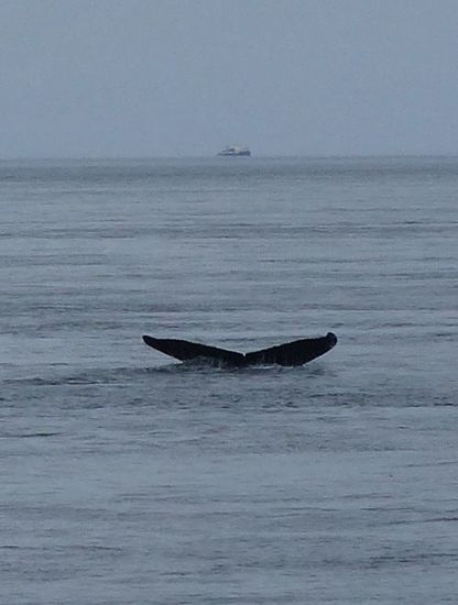 Der Humpbackwhale "Merge"