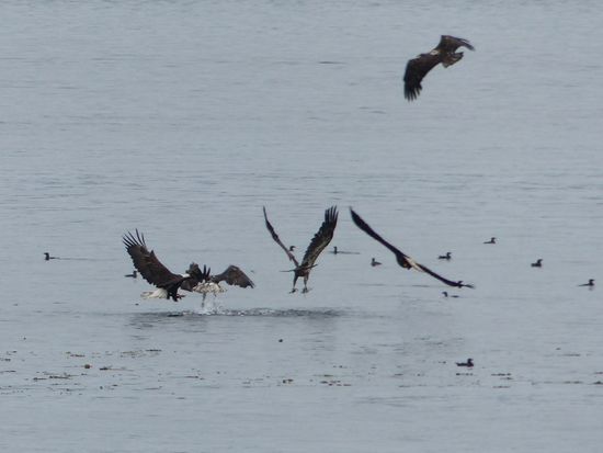 Bald Eagles and Rhinoceros Auklets