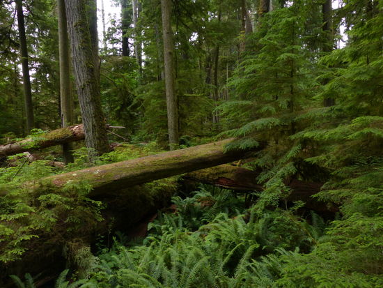 Englishman River Park