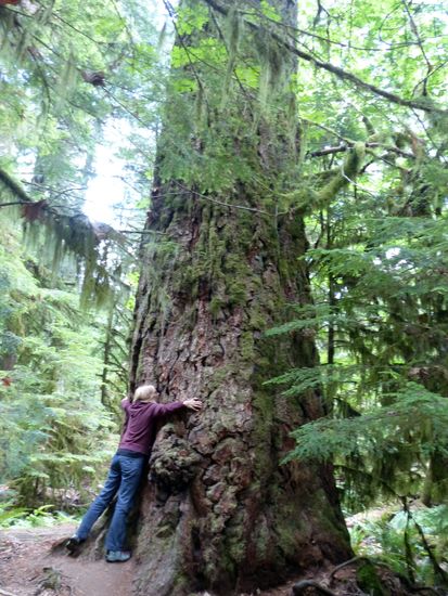 Cathedral Grove: Mein Freund der Baum - nein, ich bin nicht Alexandra und der Baum steht noch immer!