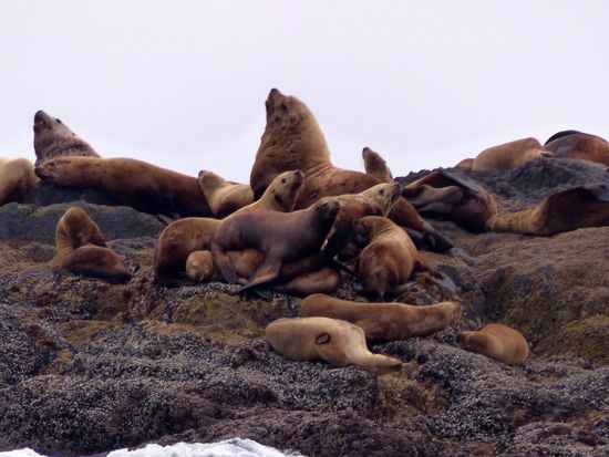 Steller Sea Lions im Barkley Sound