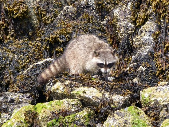 Waschbär sucht Mittagessen