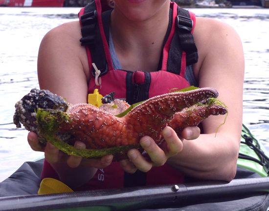 Seestern hat schon sein Mittagessen!