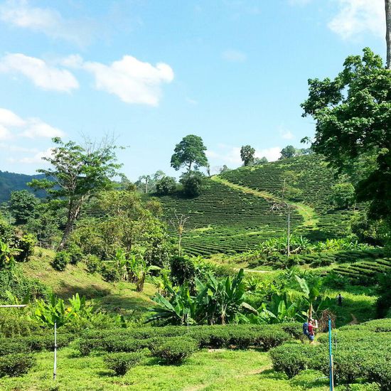 Schwarztee-Teeplantagen