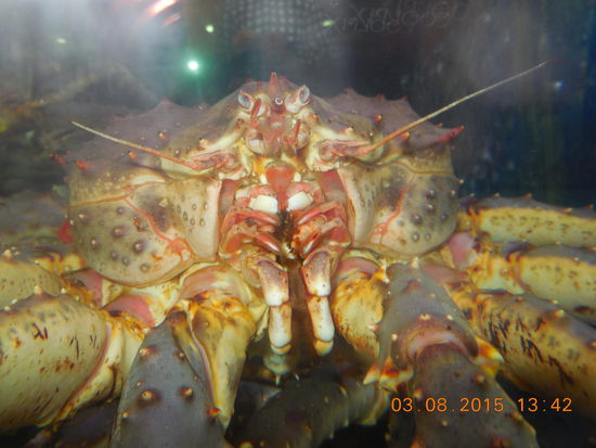 Die arme Königskrabbe, sie will einfach nur raus aber möglichst nicht auf den Teller landen.