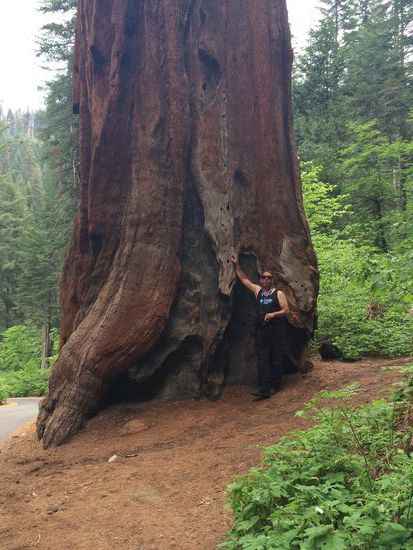 Neben diesem Baum sehen wir klein und schlank aus.