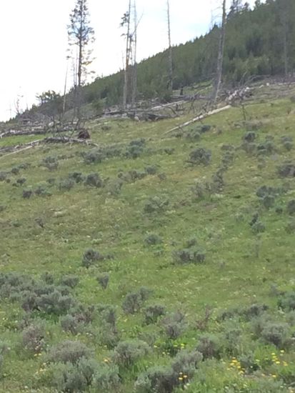 Wer findet den Grizzly?