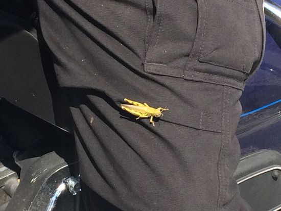 Der blinde Passagier