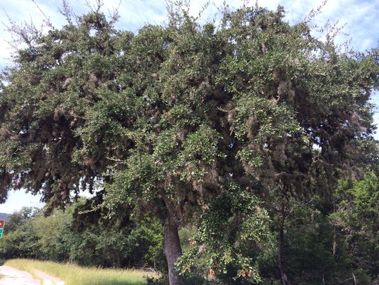 Hier sind die Bäume irgendwie befallen.