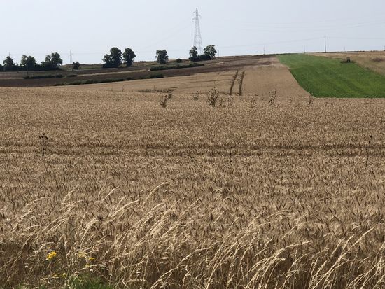 Gleich kommt Gladiator daher geschlendert