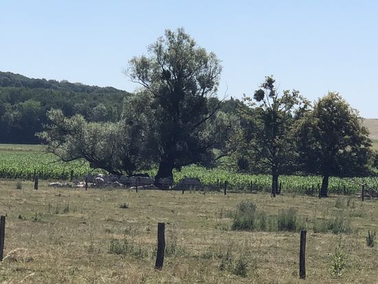 Chillen unter dem Olivenbaum