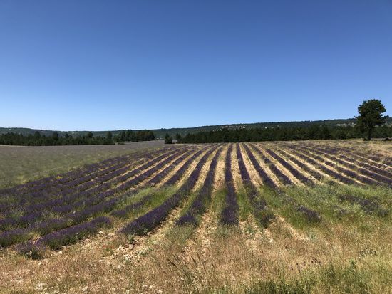 Lavendel Feld