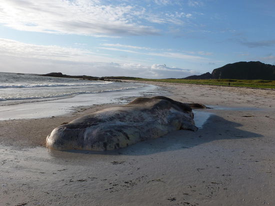 Dieser etwa 12 Meter grosse Fisch liegt tot am Sandstrand