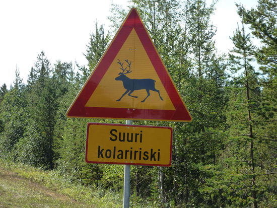 Eigentlich überflüssig das Warnschild. Es hatte sooo viele Renntiere und Elche, dass man diese nicht übersehen konnte