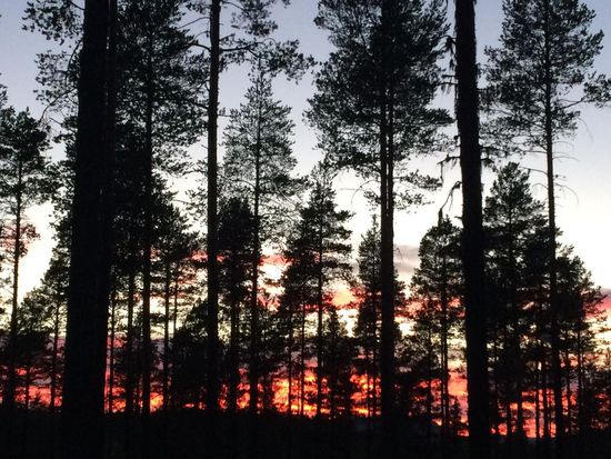 Hier den Bäumen beim Camping "Vemdalens" scheint es zu brennen. Es ist aber das Abendrot um 22.00 Uhr